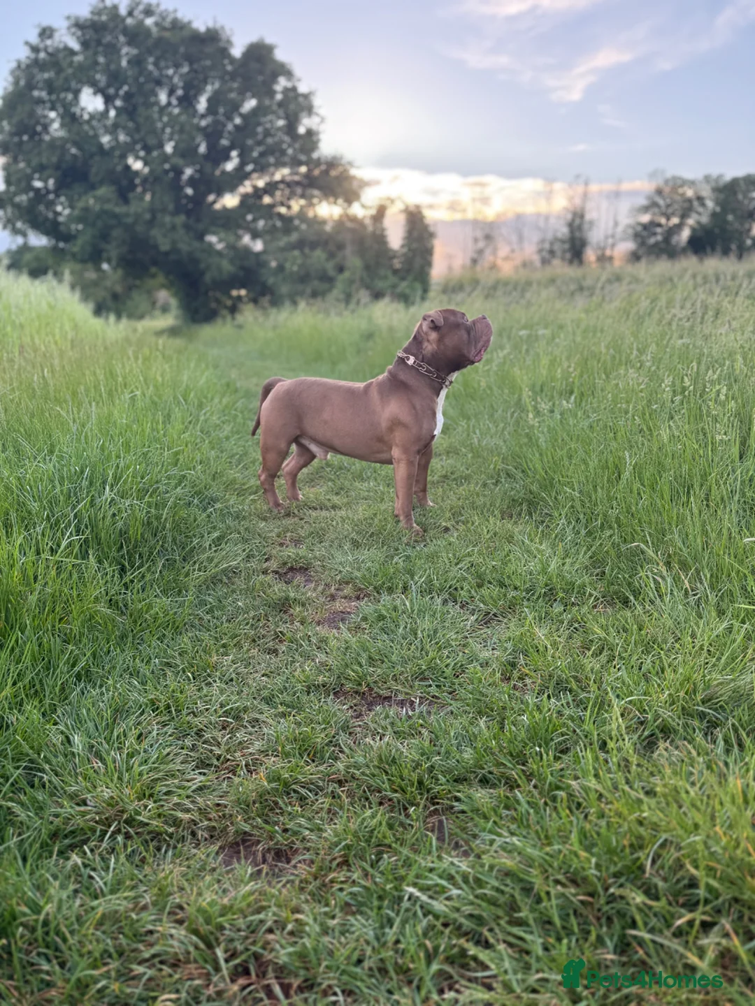 Mixed Breed dogs for sale: Hugo The Pocket Bully in Braintree - Advert 2