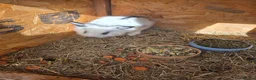 Mixed Breed rabbits for sale: Bunnies in Boldon Colliery - Advert 22
