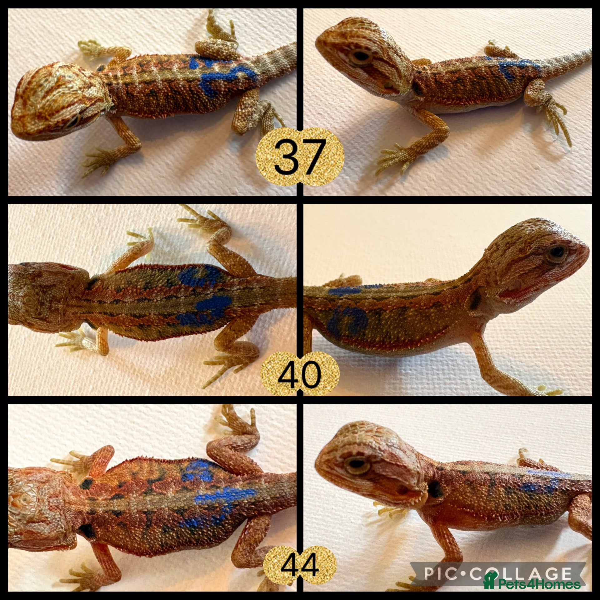 Bearded Dragon reptiles for sale: Stunning baby bearded dragons - Advert 2