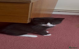 Mixed Breed cats for sale: Fluffy half Persian kitten - Image 10