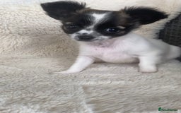 Chihuahua dogs for sale: 2 chihuahua boys left  - Image 2