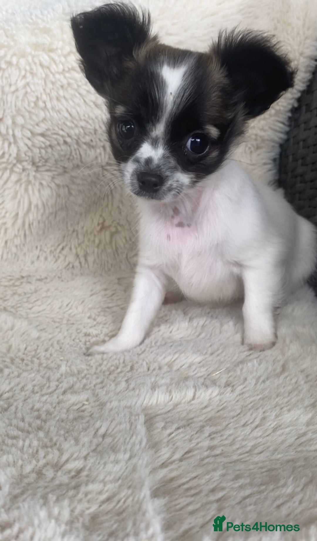 Chihuahua dogs for sale: 2 chihuahua boys left  - Image 2
