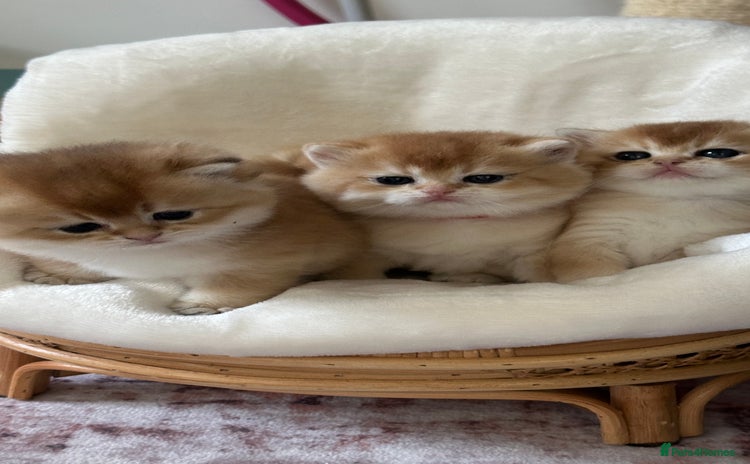 British Shorthair cats British Golden kittens from World Champions line  - Advert 10