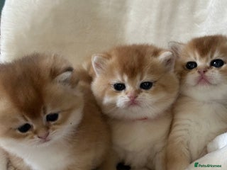 British Shorthair cats British Golden kittens from World Champions line - Advert 12