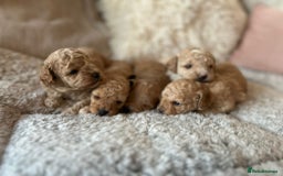 Toy Poodle dogs for stud: Toy Poodle KC - Stud and  fully health tested  - Image 27
