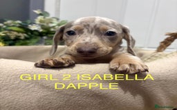 Miniature Dachshund dogs for sale: **MINIATURE DACHSHUND PUPPIES **  - Image 6