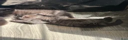 Mixed Breed cats for sale: Persian cross kittens for sale  - Advert 6