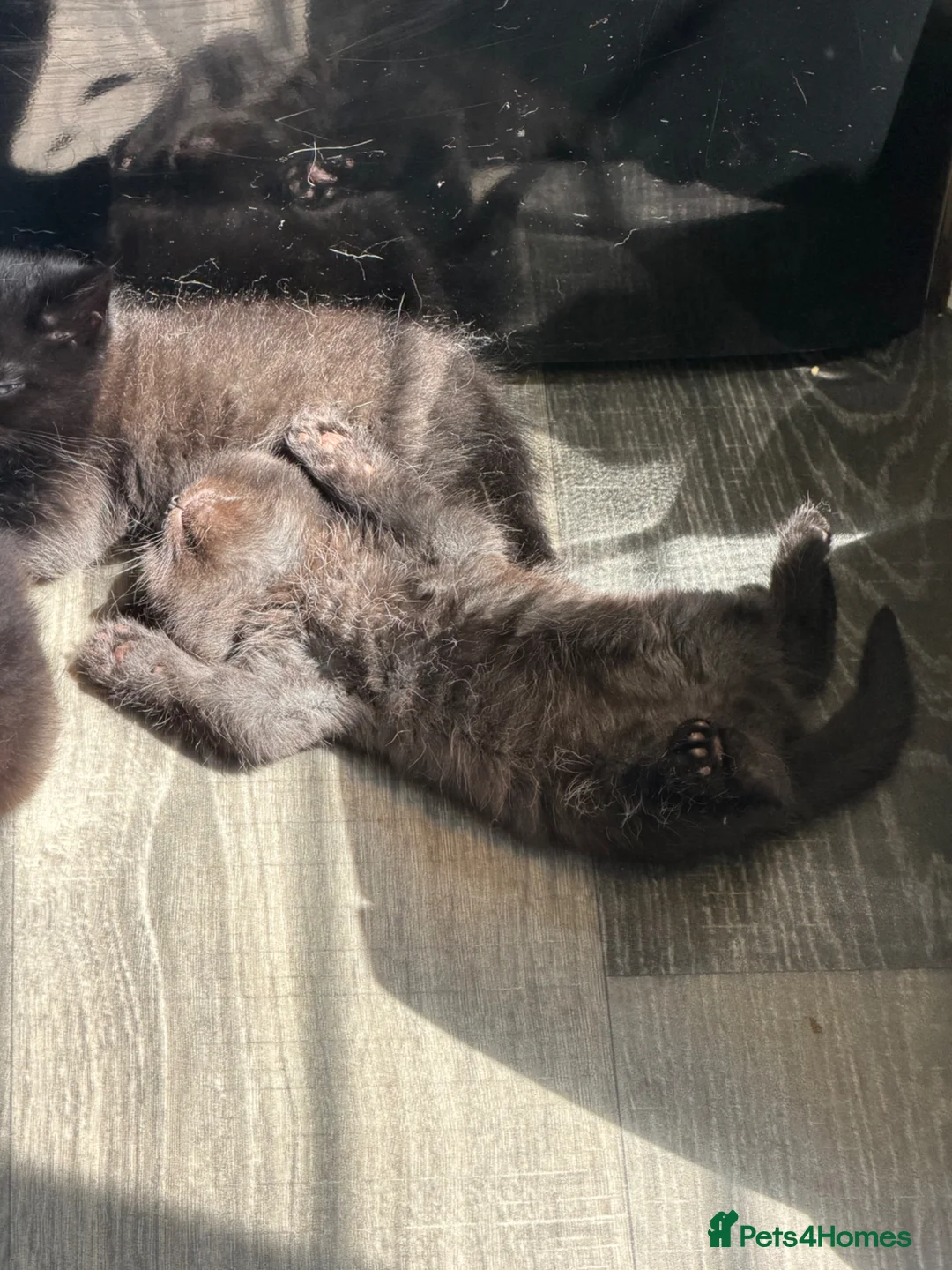 Mixed Breed cats for sale: Persian cross kittens for sale  - Advert 6