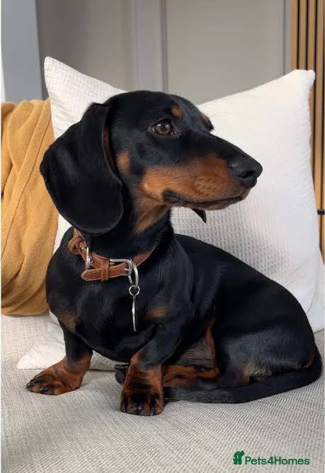 Miniature Dachshund dogs Reggie the minature Dachshund - Advert 3