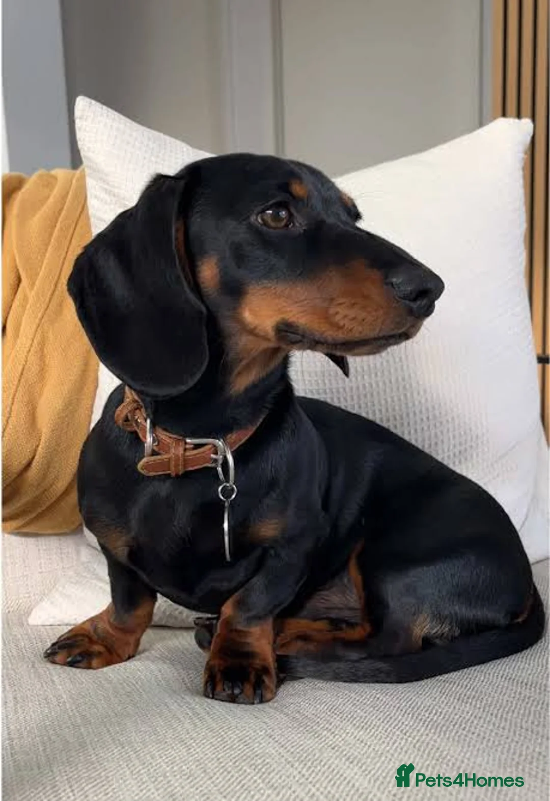 Miniature Dachshund dogs for stud: Reggie the minature Dachshund in Coleford - Advert 1