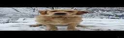 Golden Retriever dogs for sale: Golden Retriever puppy’s - READY NOW in Barnstaple - Advert 8