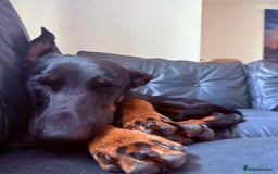 German Shepherd dogs for stud: Willow  - Advert 3