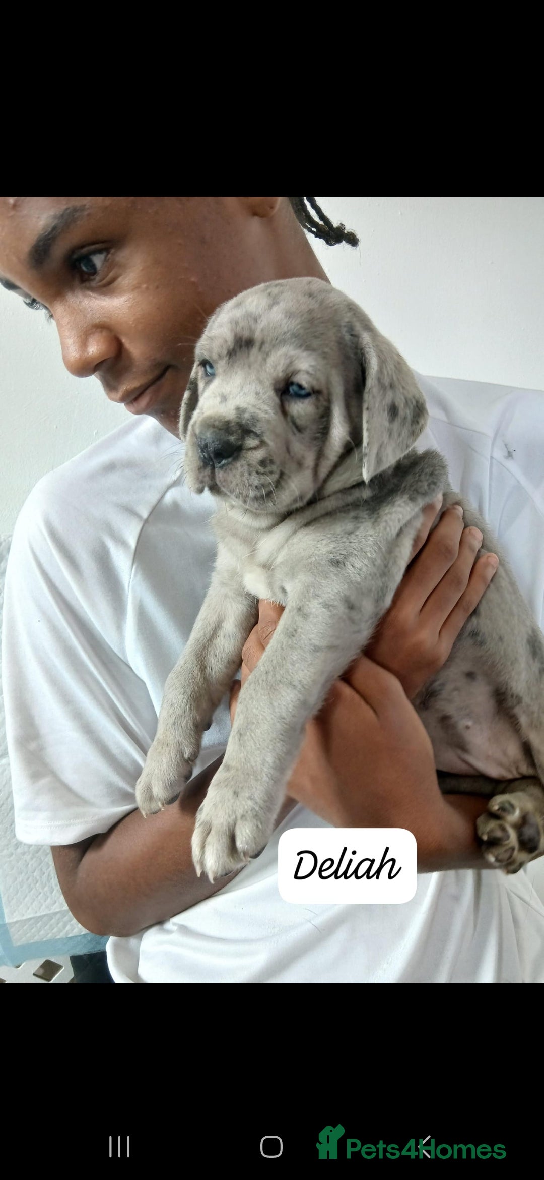Mixed Breed dogs for sale: Beautiful Molesser Mastiff pups - Image 25
