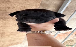 Cane Corso dogs for sale: cane corso puppy’s! - Image 4