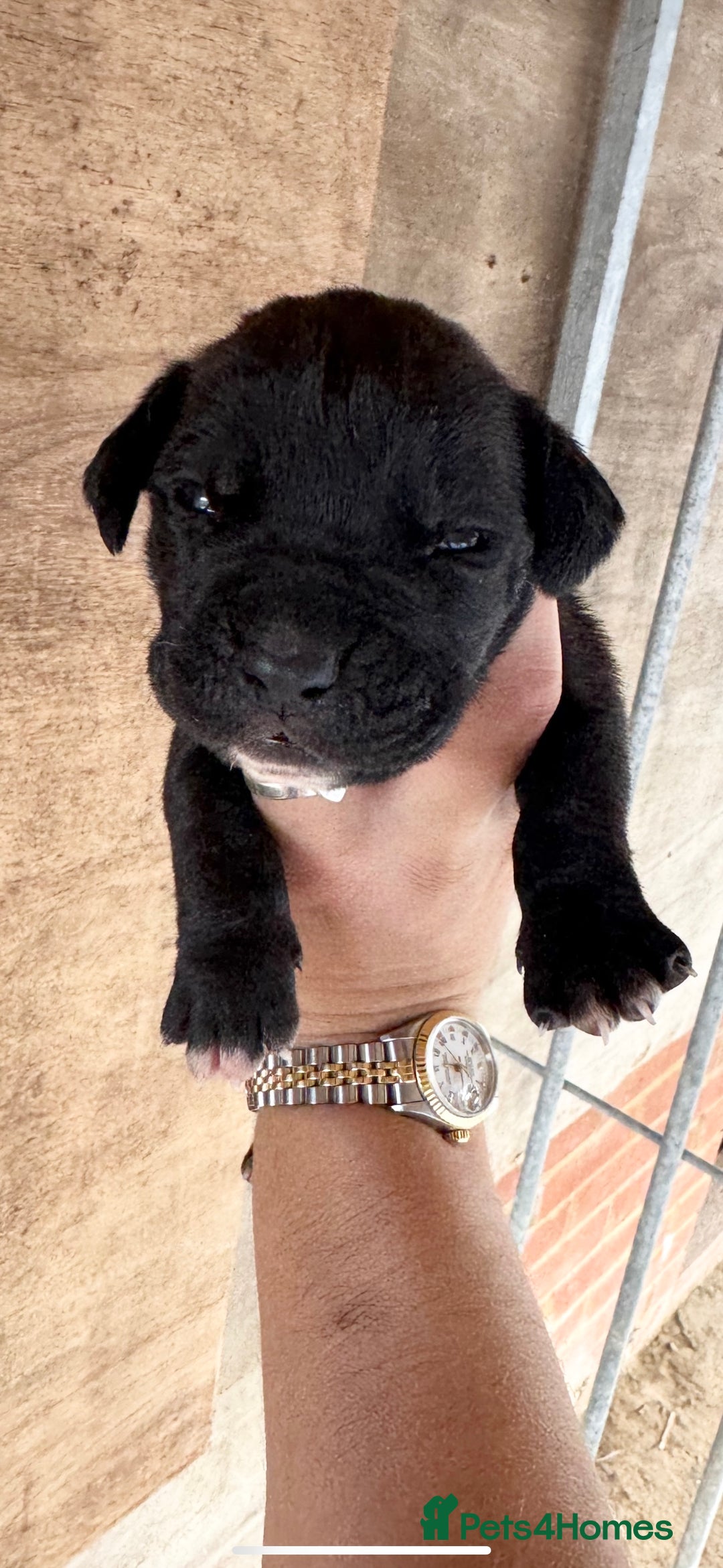 Cane Corso dogs for sale: cane corso puppy’s! - Image 4