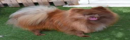 Pomeranian dogs for sale: Chocolate male pom - Advert 8