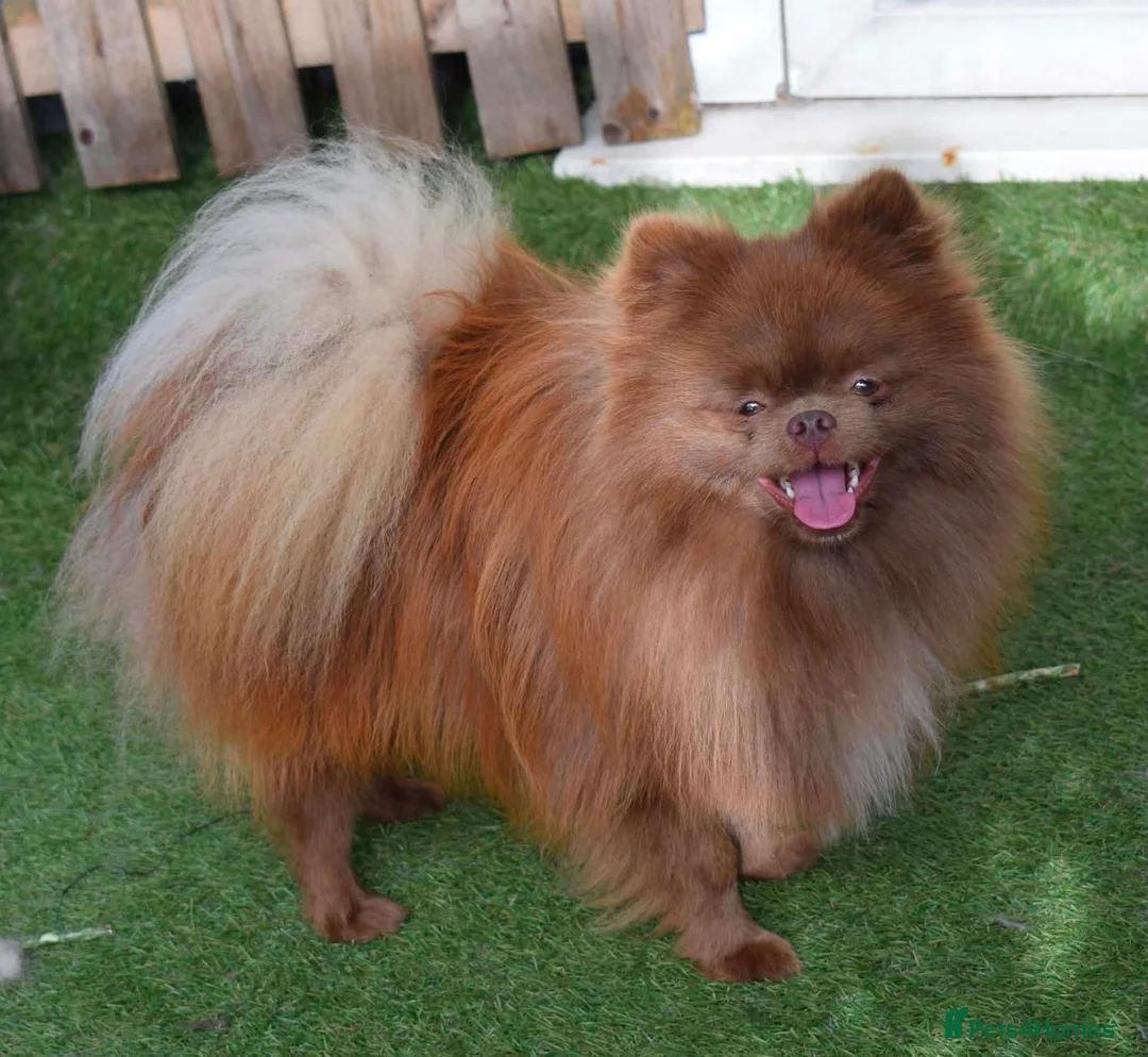 Pomeranian dogs for sale: Chocolate male pom - Advert 8