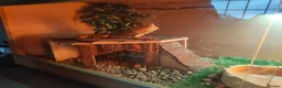 Bearded Dragon reptiles for sale: bearded dragon called smegy for sale in Havant - Advert 2