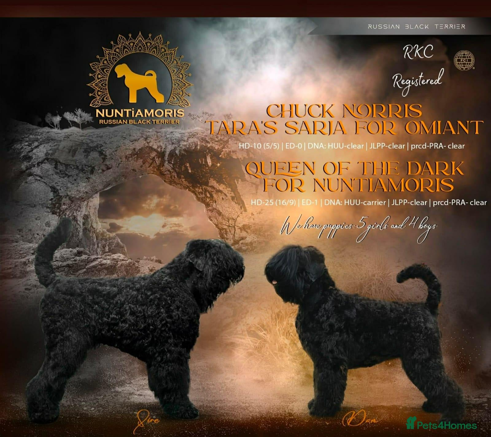 Russian Black Terrier dogs 🐾 RUSSIAN BLACK TERRIER PUPPIES 🐾 - Advert 3