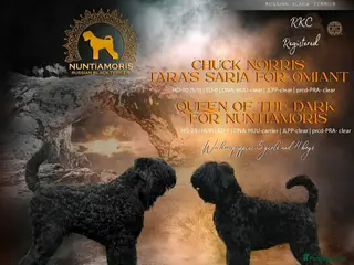 Russian Black Terrier dogs 🐾 RUSSIAN BLACK TERRIER PUPPIES 🐾 - Advert 11