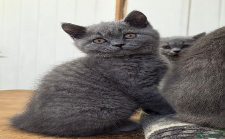 British Shorthair cats - Advert 15