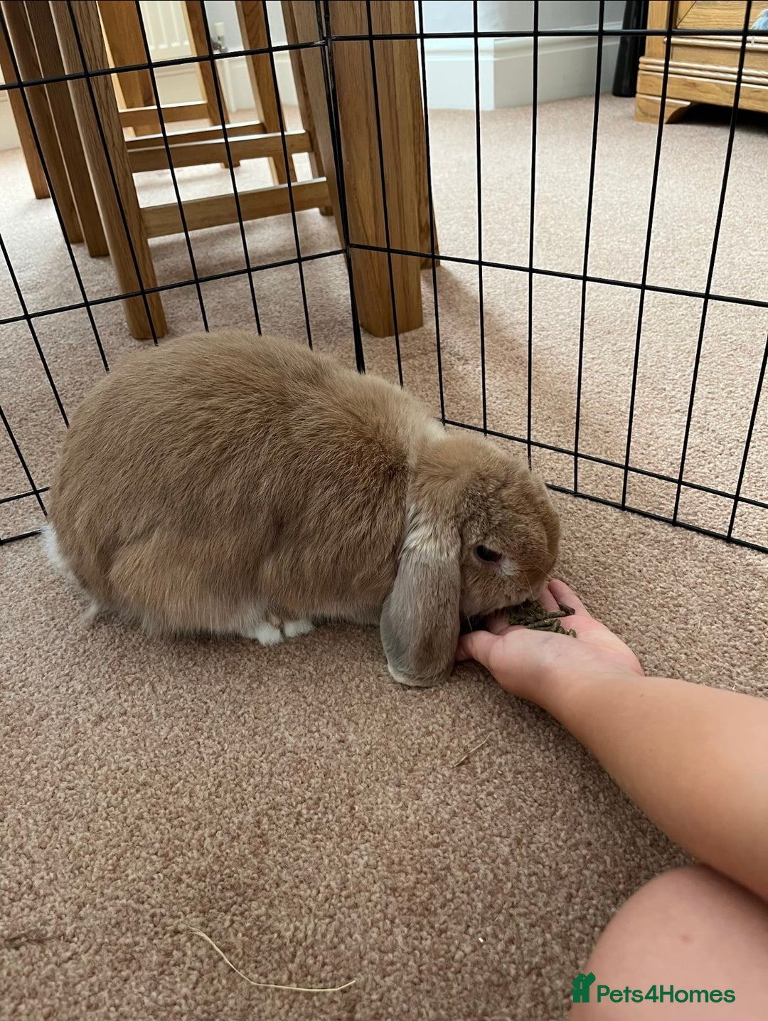 Mini Lop rabbits for sale: Mini Lop Female - Advert 3