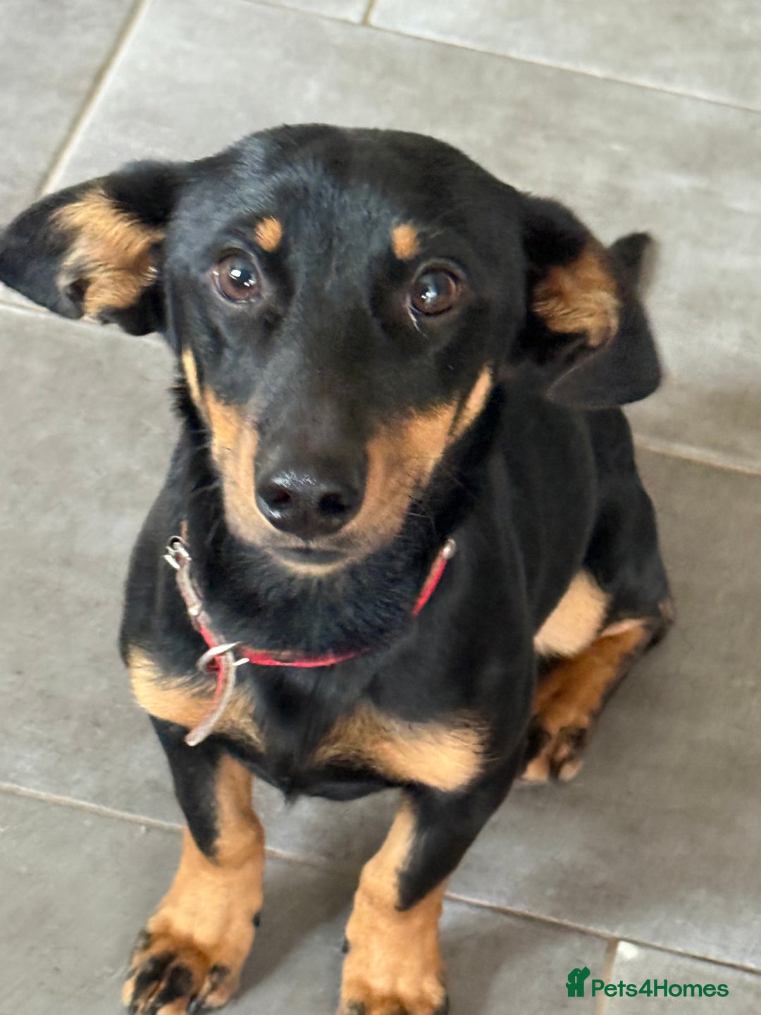 Dachshund dogs for adoption: Rocky needs Love  - Advert 4