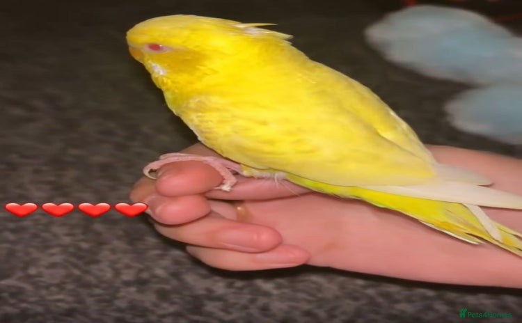 Budgerigars birds - Advert 9