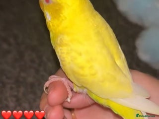 Budgerigars birds - Advert 38