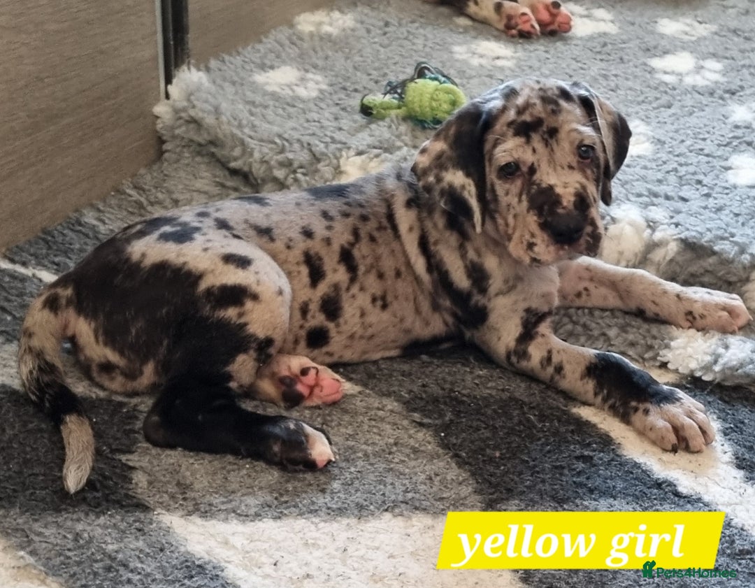 Great Dane dogs for sale: Exceptional pups, viewings welcome - Advert 13
