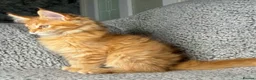 Maine Coon cats for sale: GCCF Maine Coon Kittens.  - Advert 8