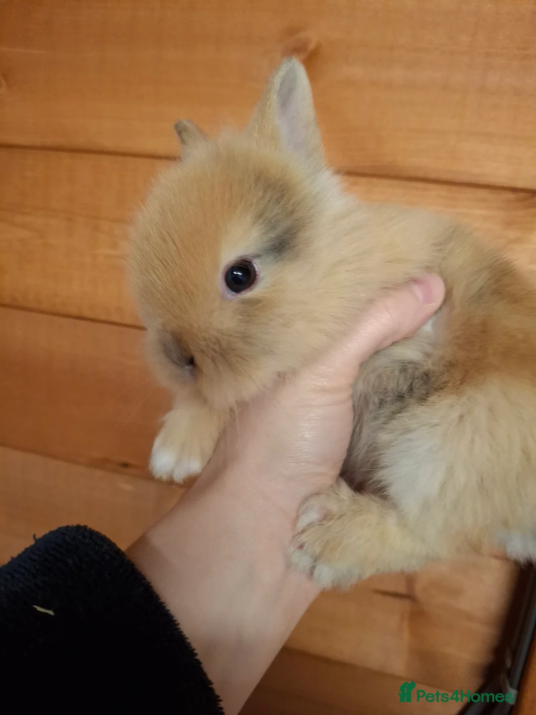 Lionhead rabbits for sale: Dustbunnies Lionheads for sale - Advert 1