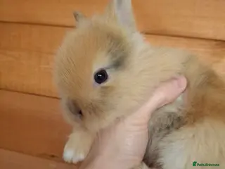 Lionhead rabbits Dustbunnies Lionheads for sale - Advert 1