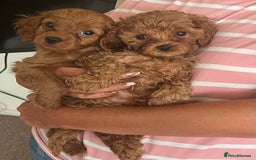 Cavapoo dogs for sale: Gorgeous F2 cavapoo girls 🐾 - Image 1