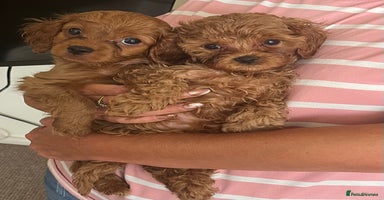 Cavapoo dogs - Advert 3