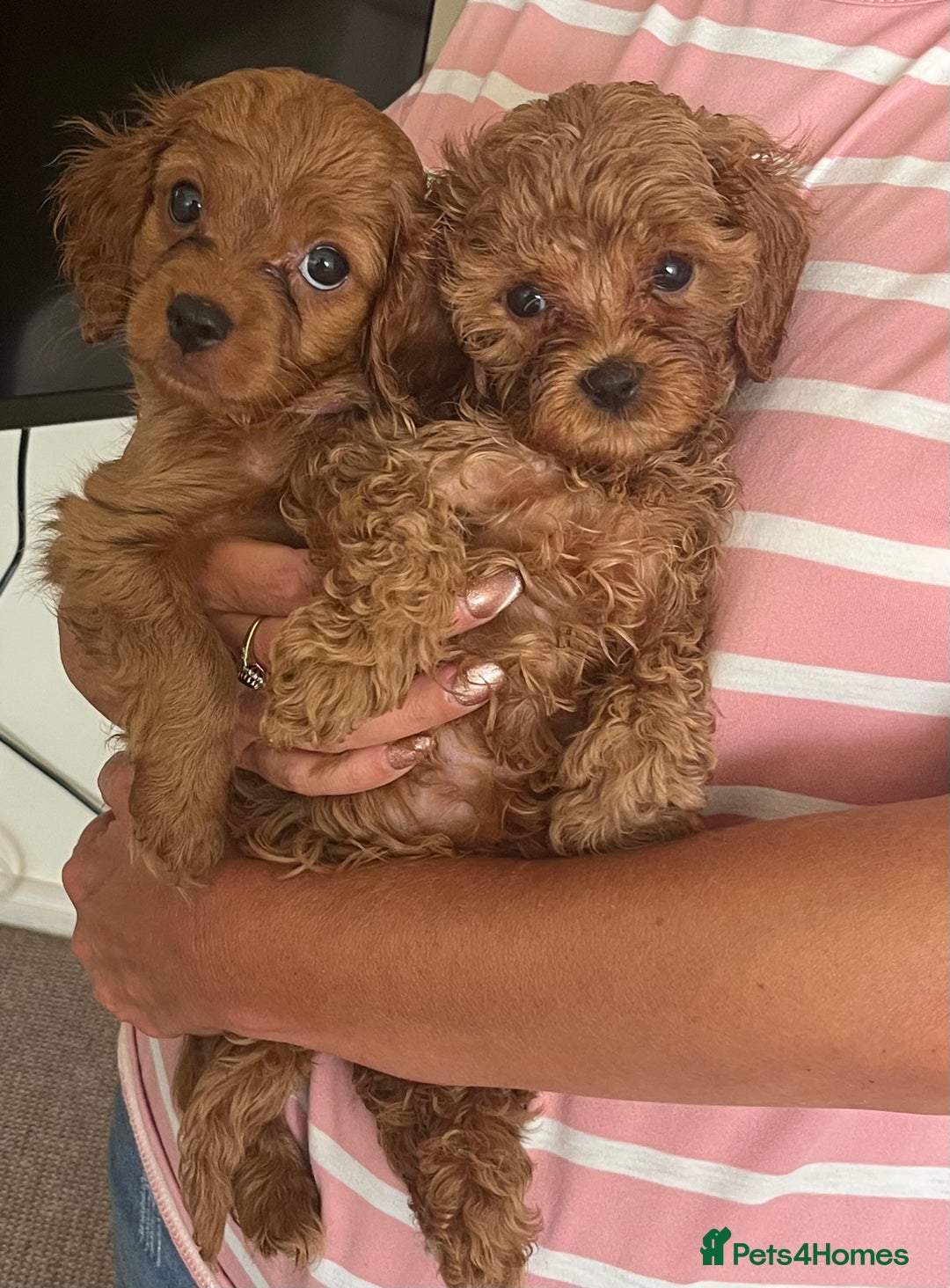 Cavapoo dogs for sale: Gorgeous F2 cavapoo girls 🐾 - Image 1