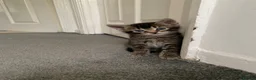 Mixed Breed cats for sale: Beautiful kittens looking for loving home. - Advert 18