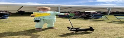 Chihuahua dogs for sale: Beautiful KC White Girl  - Advert 4