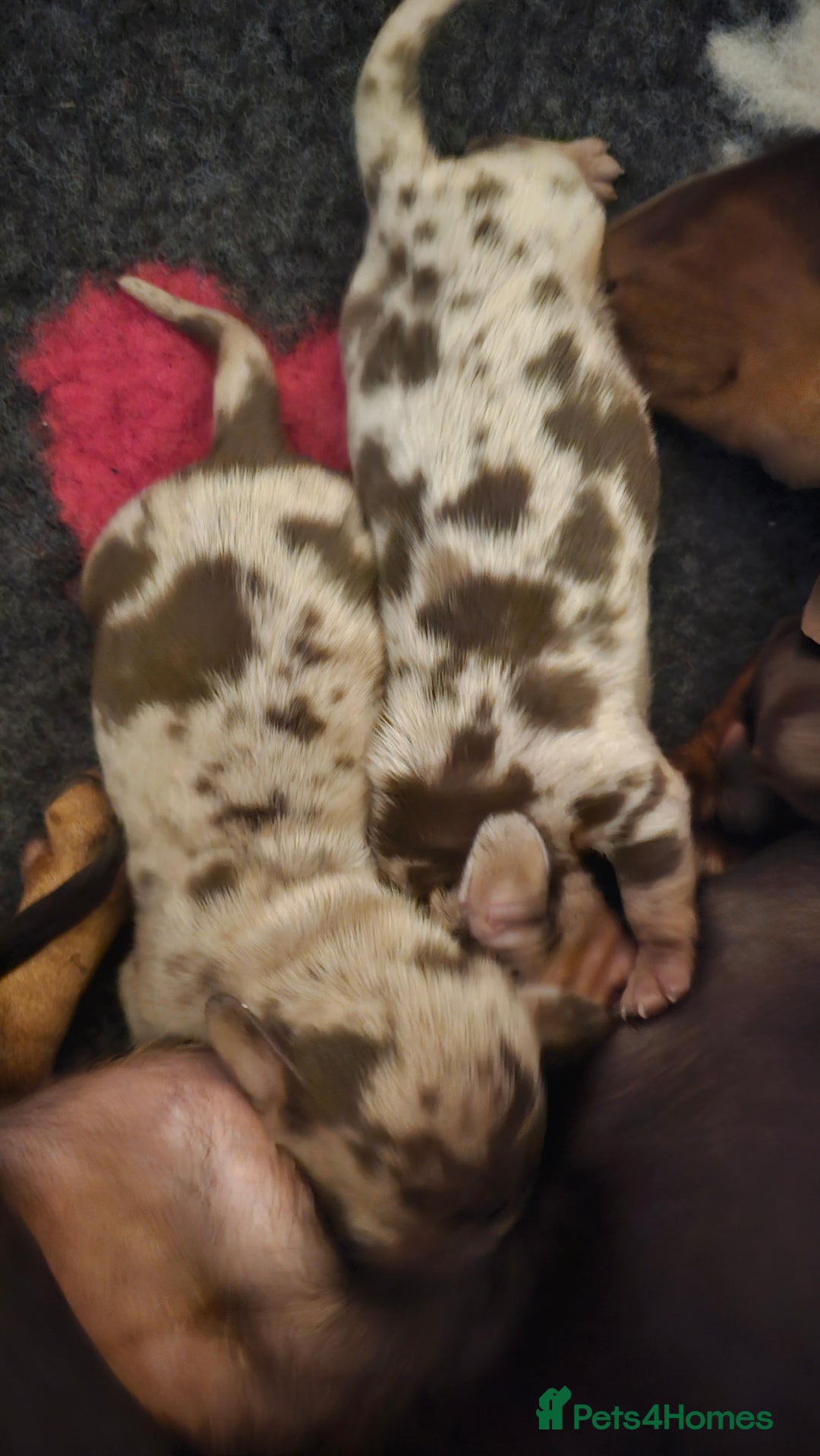 Miniature Dachshund dogs for sale: Two Beautiful Boys - Advert 18