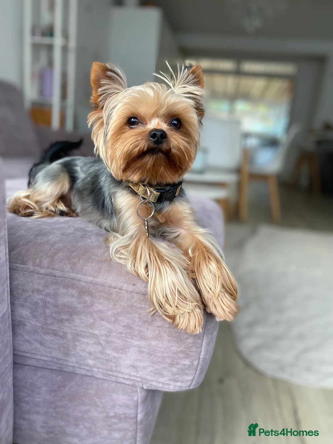 Yorkshire Terrier dogs for stud: Miniature Yorkshire Terrier Dog for Stud £200 in Mitcham - Advert 6