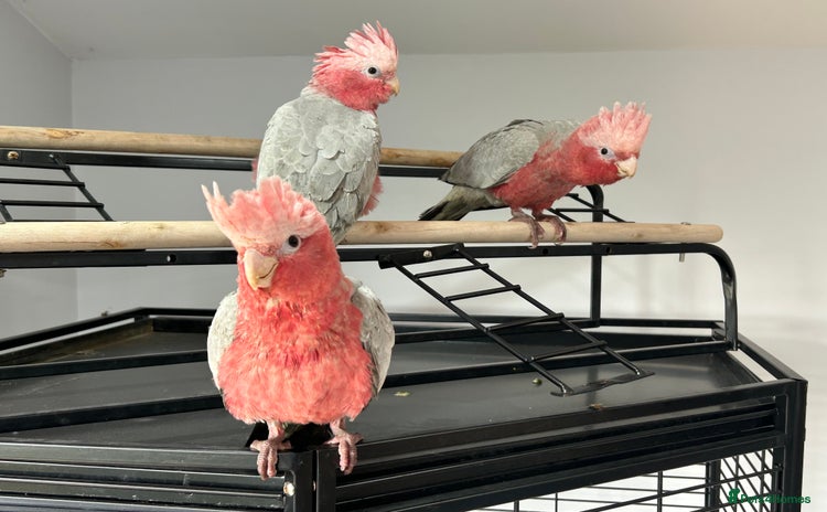 Cockatoo birds - Advert 1