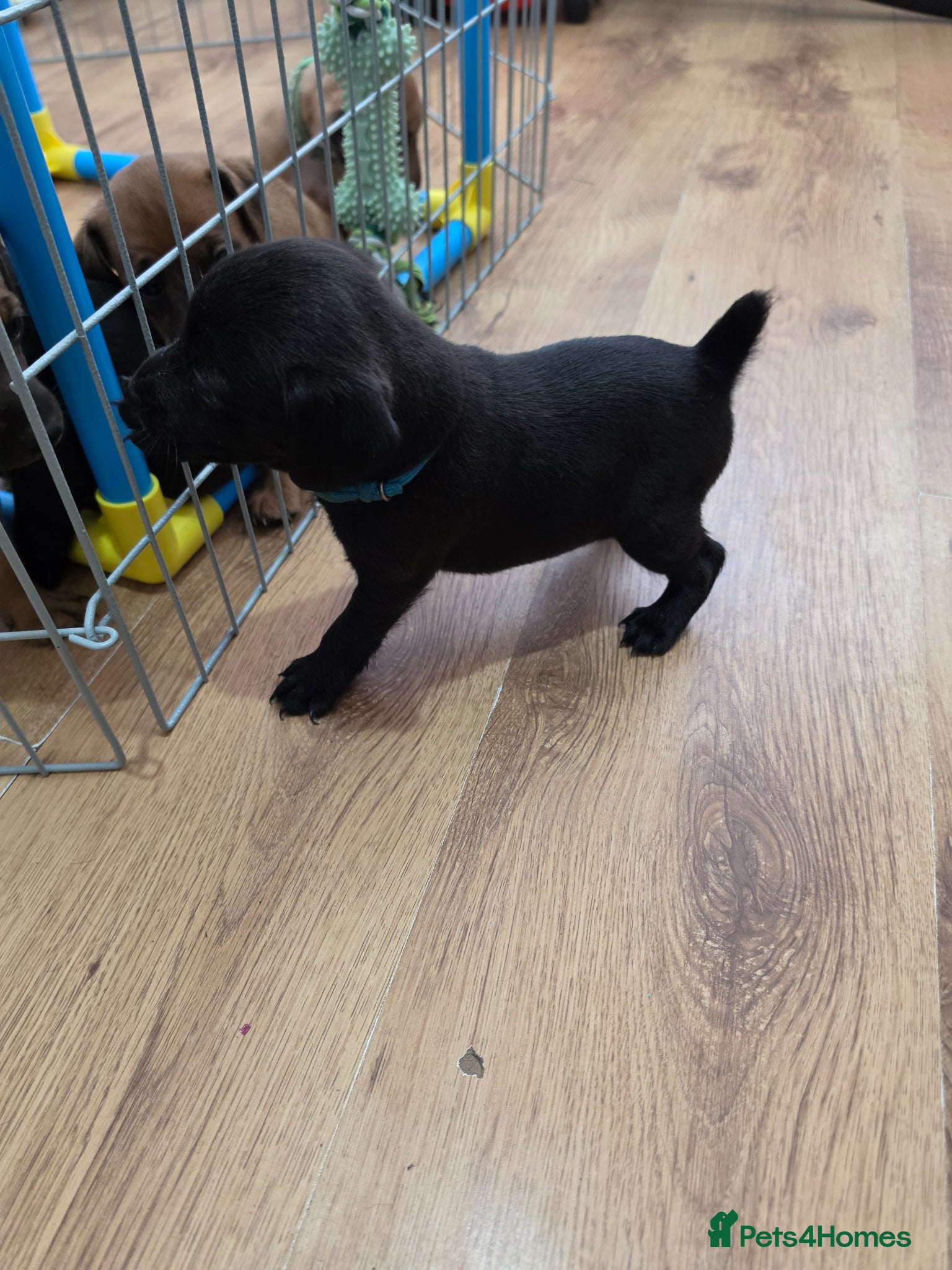 Patterdale Terrier dogs for sale: Patterdal puppies for sale. - Advert 5