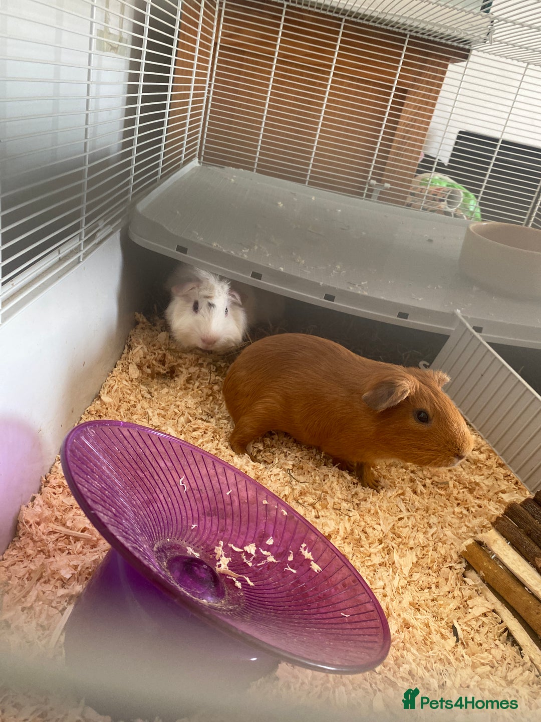 Sugar Glider rodents for sale: 2 male guineapigs - Image 2