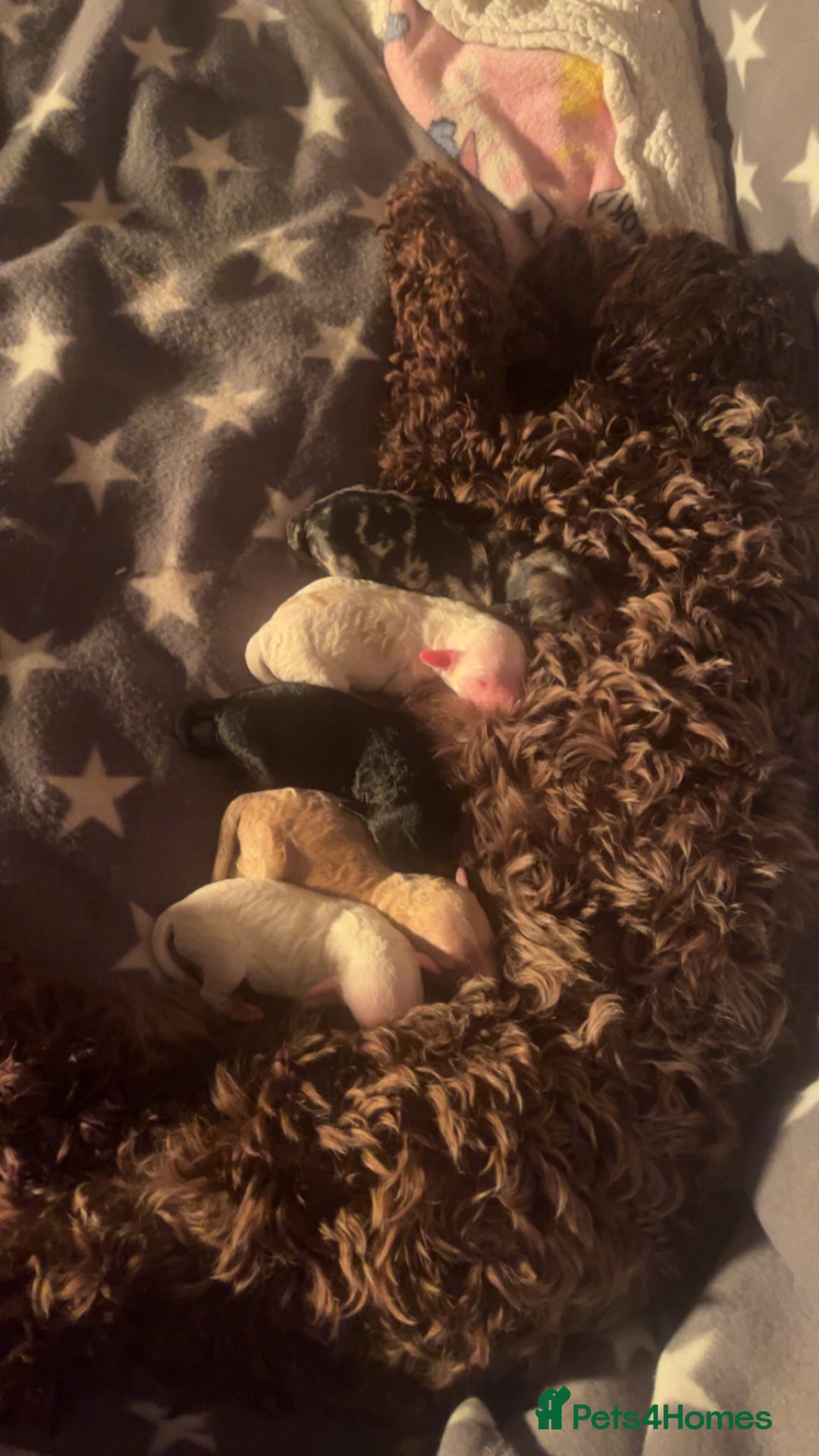 Cockapoo dogs for sale: Cockapoo puppies  - Image 6