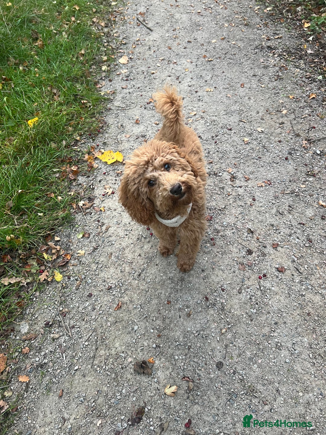 Cockapoo dogs for sale: Red Cockapoo Female Puppy  - Advert 9