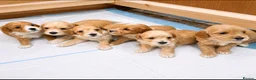 Poochon dogs for sale: Beautiful Poochon Puppies  in Cambridge - Advert 2