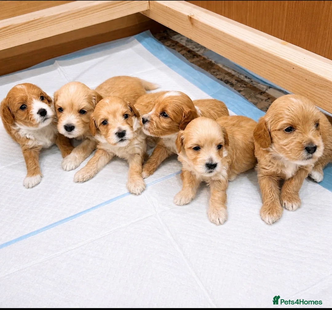 Poochon dogs for sale: Beautiful Poochon Puppies  in Cambridge - Advert 2
