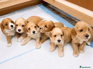 Poochon dogs Beautiful Poochon Puppies - Advert 7