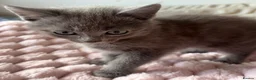 Mixed Breed cats for sale: British Short Hair Cross Kitten  - Advert 13