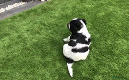 Cocker Spaniel dogs for sale:  show cocker puppy.KC reg. AMS.PRA. & FN clear. - Image 16